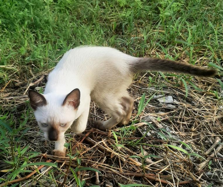 ลูกแมววิเชียรมาศ บ้านปุ้มปุ้ย