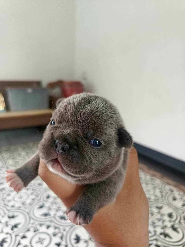 ลูก French Bulldog ราคาเบาๆ 2