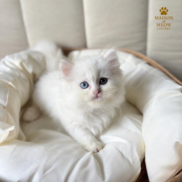 เปอร์เซียแท้ พร้อมย้าย 14/9