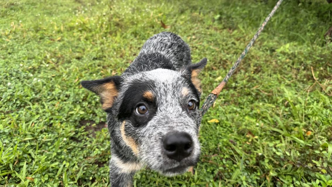 Australian Cattle dog 10