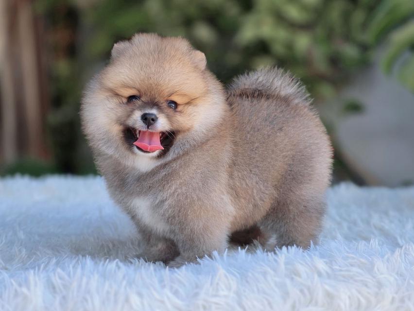 ปอมเมอเรเนียนแท้ สีส้ม เพศเมีย รูปที่ 11