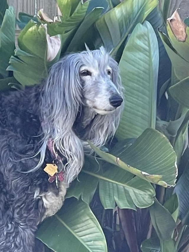 Afghan Hound ขนยาวเด่นสีเทาสวย