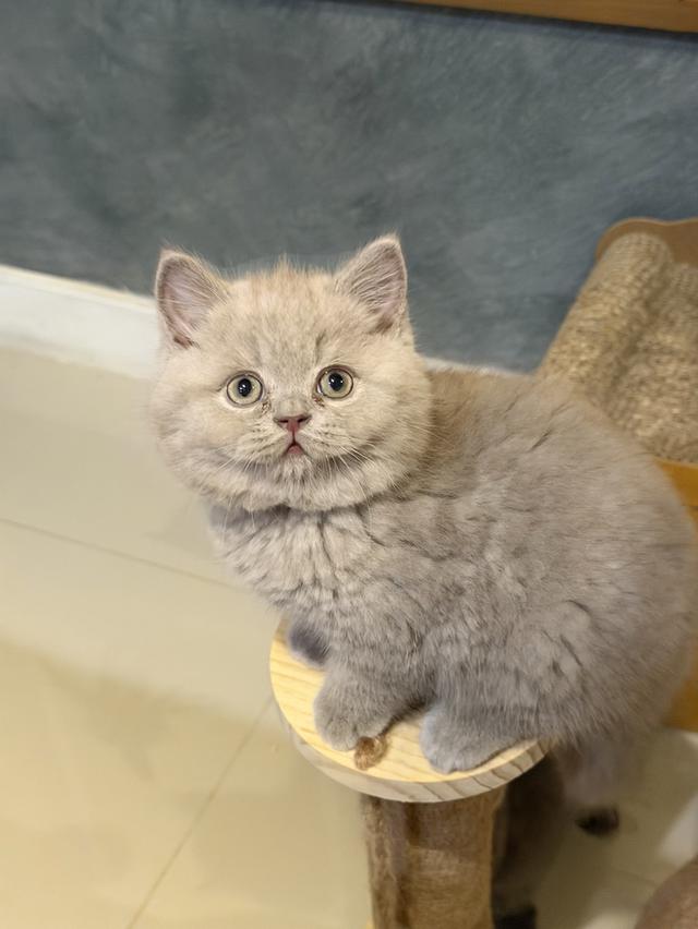 แมวบริติชสายเลือดแชมป์ 2