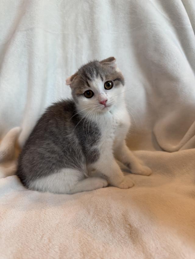 คนขายเลี้ยงเองค่ะ สก็อตติสโฟล์ด เมีย รูปที่ 8