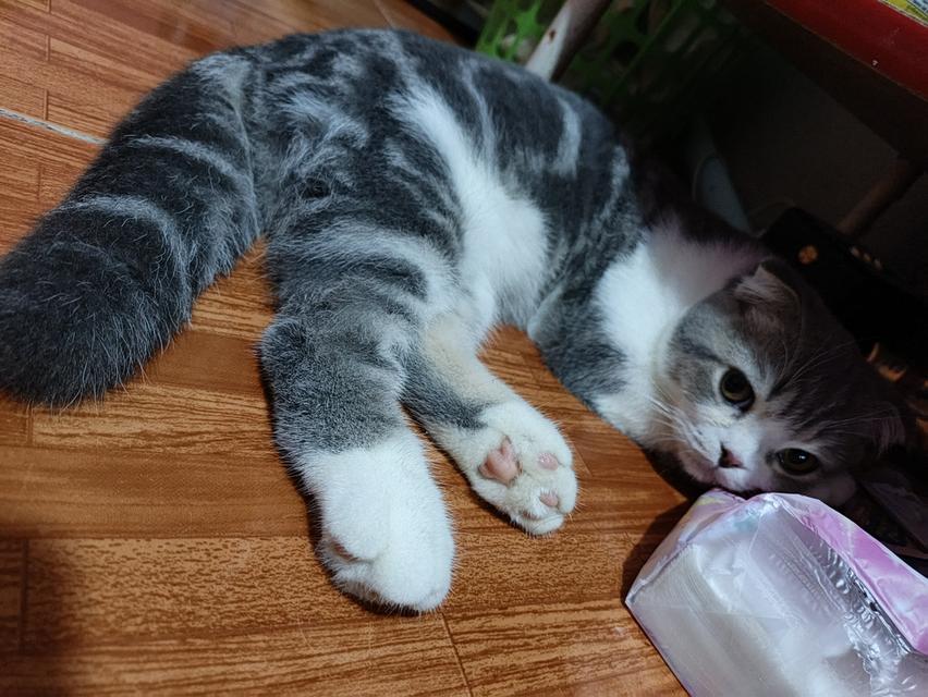 แมว scottish fold อายุ6เดือน