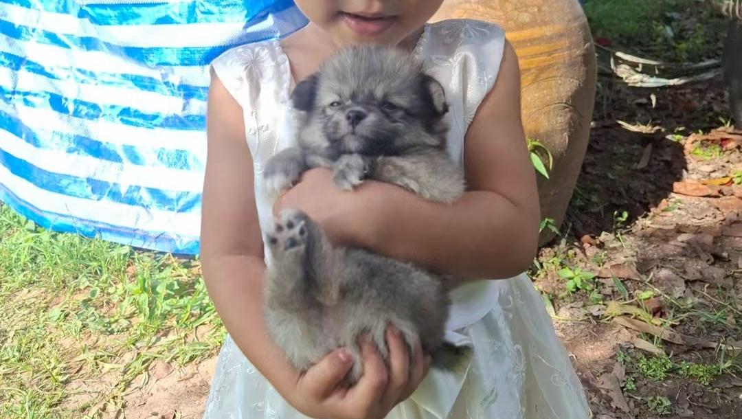 ปอมเมอเรเนียนพันธุ์เล็ก รูปที่ 5