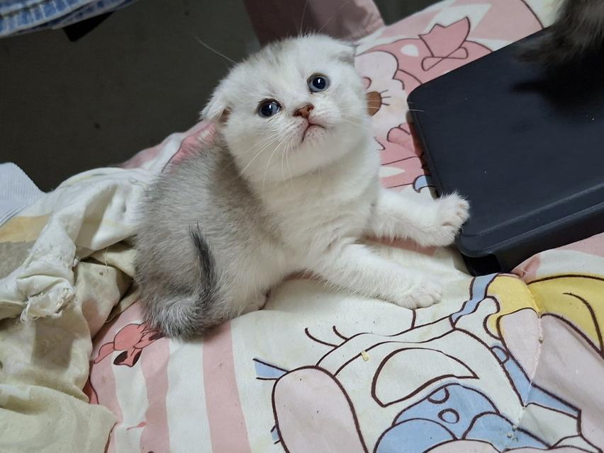 บริติชผสมสก๊อตติชผู้หญิง รูปย่อยที่ 2