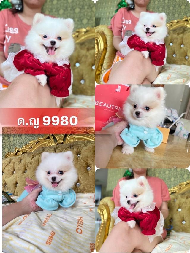 ลูกปอมปอมแท้ อายุ2เดือน มีประกันสุขภาพ 6