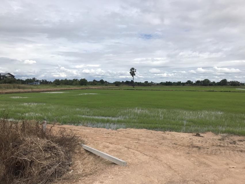 ทำเลทอง ขาเข้าฉะเชิงเทรา ใกล้แยกบางคล้า ติดถนนสายหลัก 304 การคมนาคมสะดวก เหมาะสำหรับพัฒนาโครงการขนาดใหญ่ 3