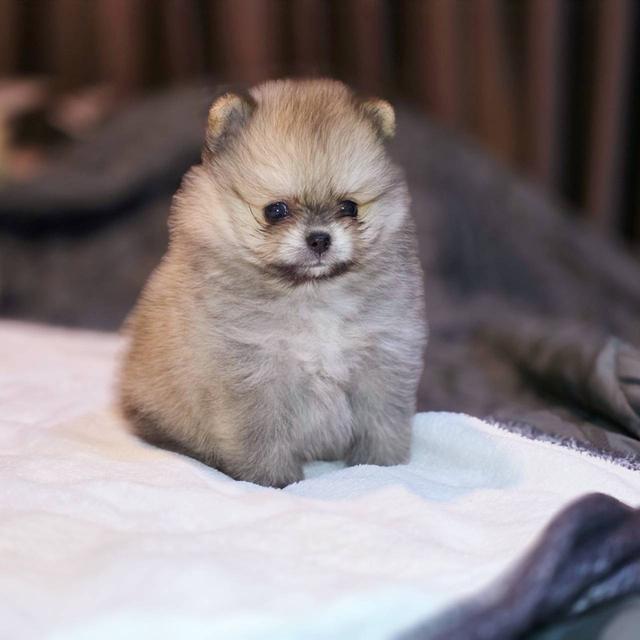 ปอมเมอเรเนียนแท้ ทีคัพ สีส้ม เมีย 15