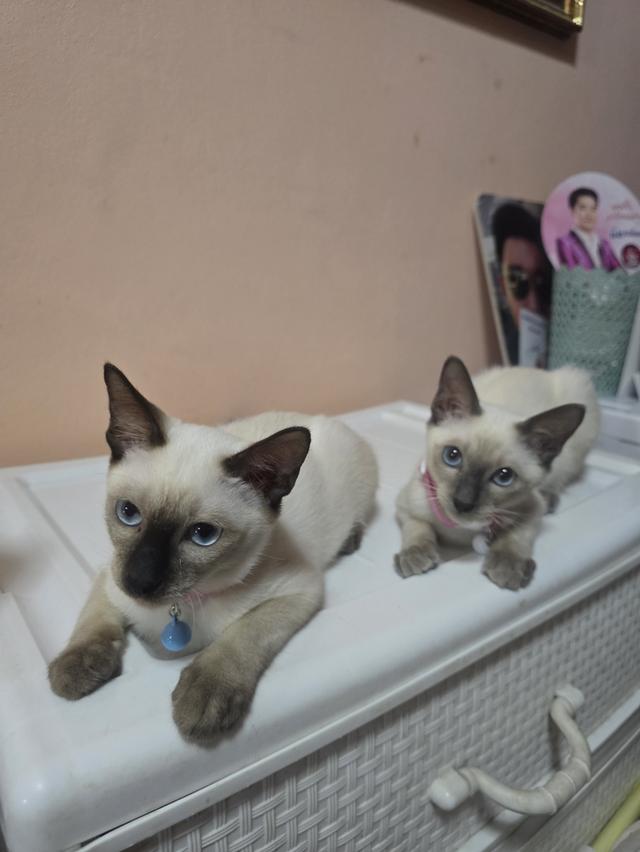 แมววิเชียรมาศพร้อมย้าย 13