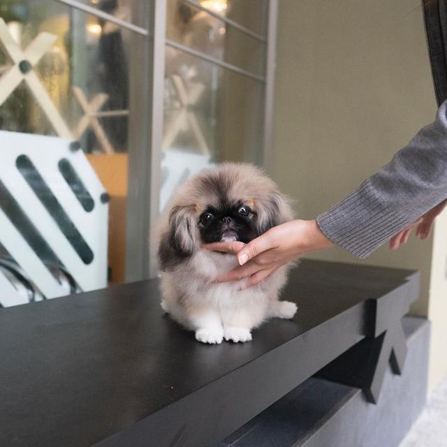 Pekingese Puppies Available WhatsApp me : +66 63 826 3042 รูปย่อยที่ 3