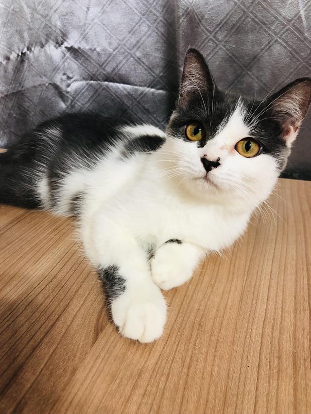 น้องแมวพันธุ์ อเมริกันเคิร์ลผสมหิมาลายัน เพศเมีย ( สี เทา ขาว )