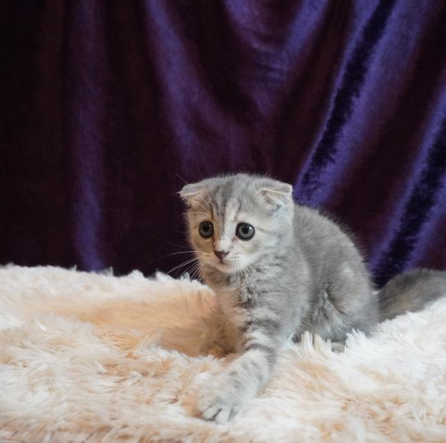 แมว Scottish Fold 2