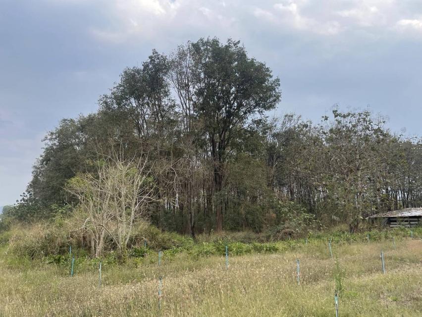 ขายที่ดินตำบลขนงพระเขาใหญ่ปากช่องนครราชสีมา​  ใกล้ สนามกอฟท์ แลนโช่ ชาญวี  พื้นที่​ขนาด 4 ไร่  ขาย12,000,000บาท  เอกสาร​สิทธิ์​ นส3.ก 5