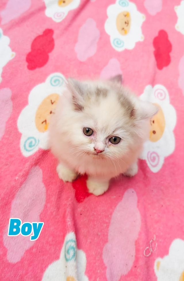 น้องเปอร์เซียพร้อมย้ายบ้านครับ 3