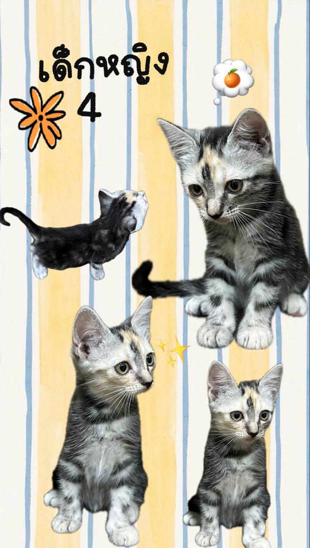 ลูกแมวอเมริกันช็อตแฮร์แท้ 4