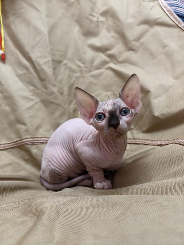 ดญ.สฟิงซ์ขาสั้นsphynx รูปที่ 2