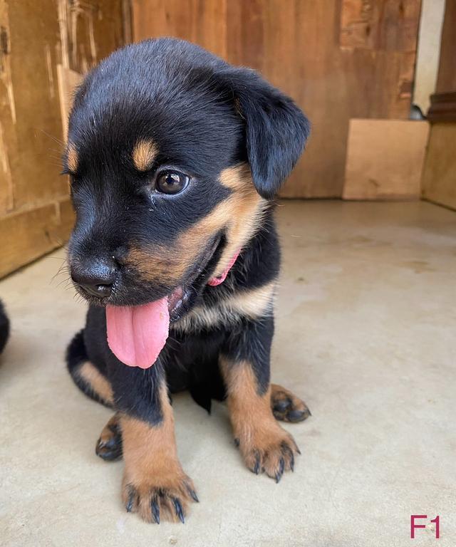 สุนัขร็อตไวเลอร์ โครงสร้างสวย กระโหลกใหญ่ รักเจ้าของ รูปที่ 1