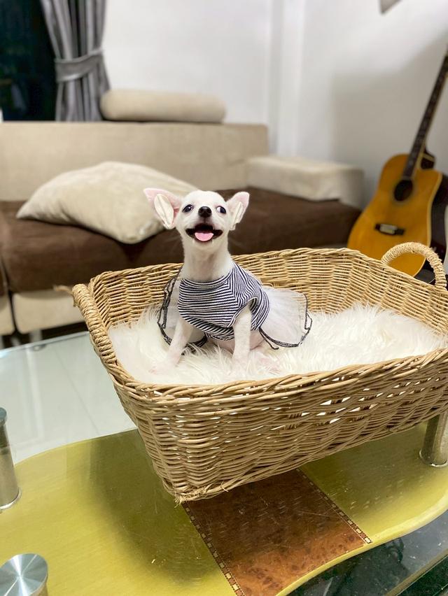 ชิวาวาขนสั้นสีขาว เพศเมีย กำลังน่ารัก