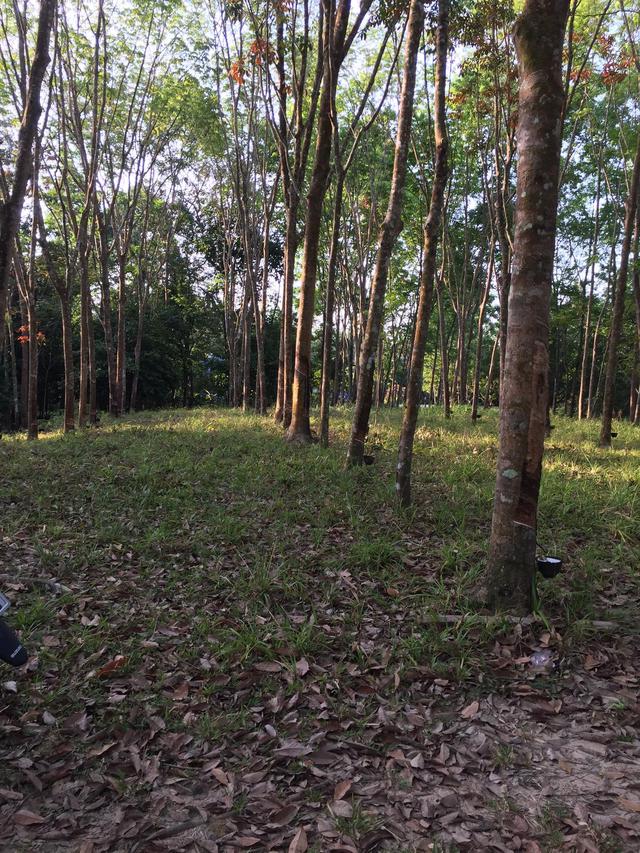 ที่ดินมีโฉนดสวนยางพาราสวนเงาะโรงเรียน มังคุด ทุเรียนมีต้นสะเดาเทียมล้อมรอบ