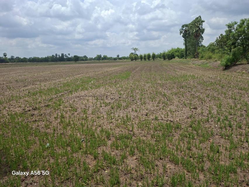 ขายที่ดิน 31 ไร่ 322 ตร.วา ติดถนนใหญ่ หนองขาหย่าง อุทัยธานี ผังเมืองสีชมพู 10