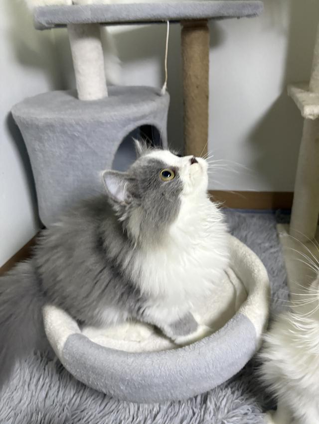 ดช สก็อตติช ลองแฮร์ 5