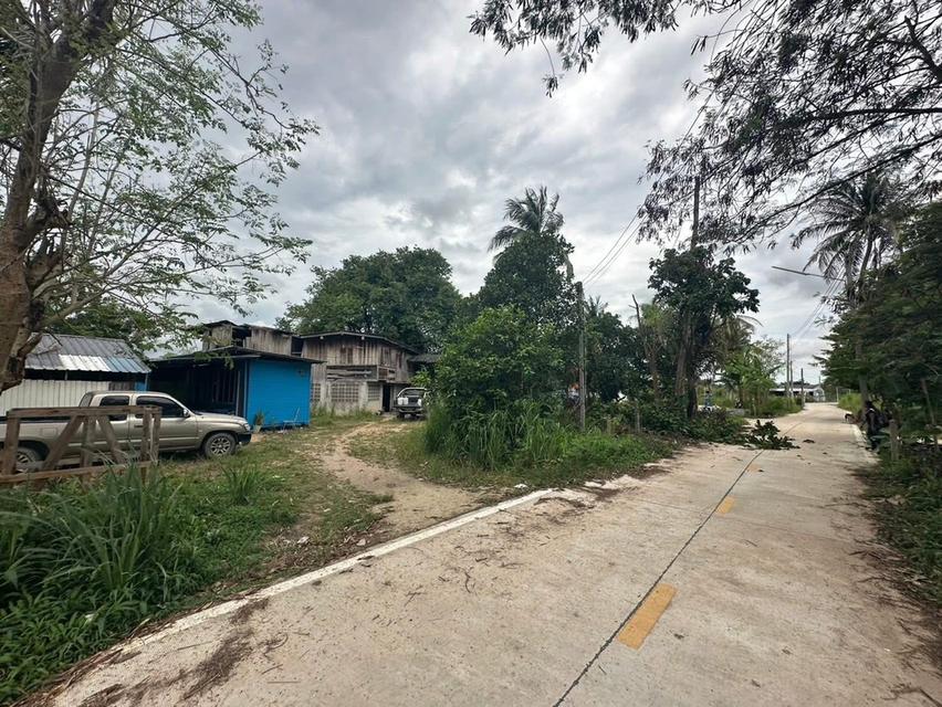 ขายที่ดินบ้านหนองเลง หนองขาม 200 ตรว. ใกล้นิคมปิ่นทอง10กม. อ.ศรีราชา ชลบุรี 5