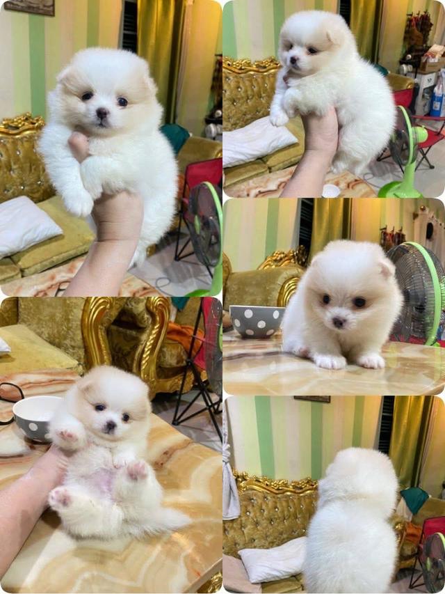 ปอมเมอเรเนียนแท้ พร้อมย้ายบ้าน 6
