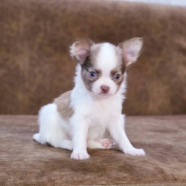 ชิวาวาแท้ขนยาว เพศชาย 2