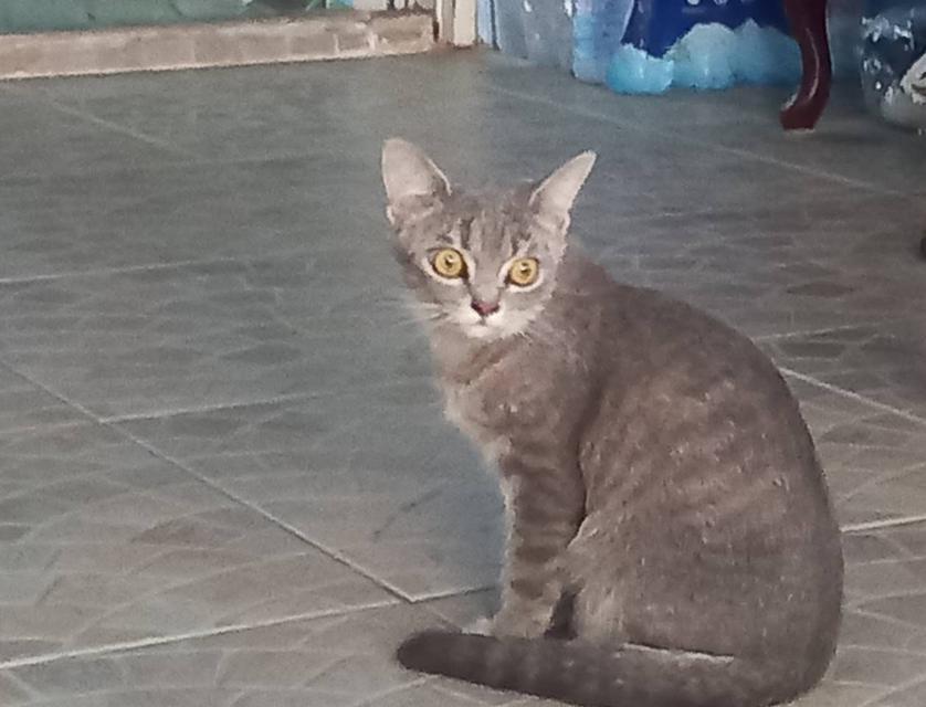 แมว พันธ์ผสม วิเชียรมาศ กะ สก็อตติส รูปที่ 5