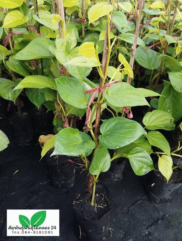 ใบพลู ต้นใบพลู พลูกินหมาก