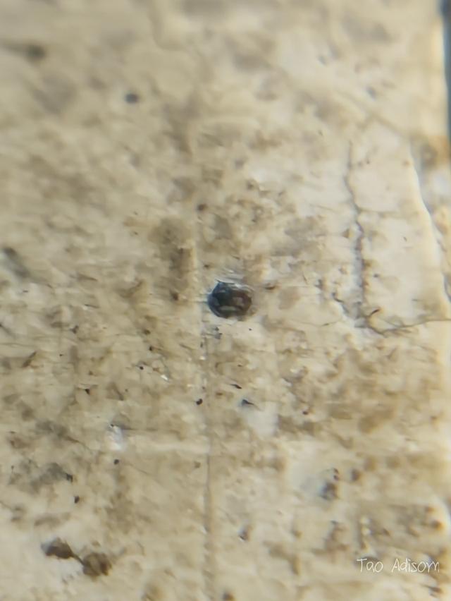 พระสมเด็จวัดระฆังโฆสิตาราม