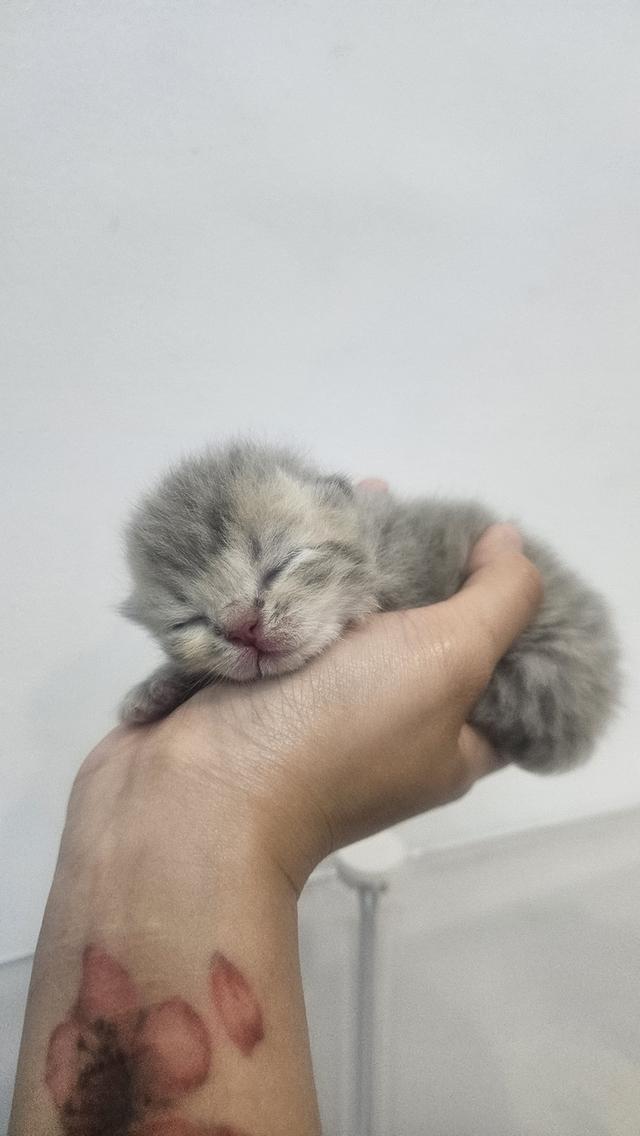 Scottish Fold สก็อตติชโฟลด์ แท้ 9