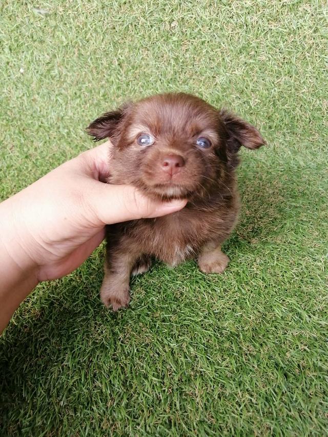 ปอมชิวาว่า พร้อมย้าย รูปที่ 3