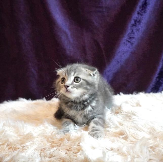 แมว Scottish Fold 3