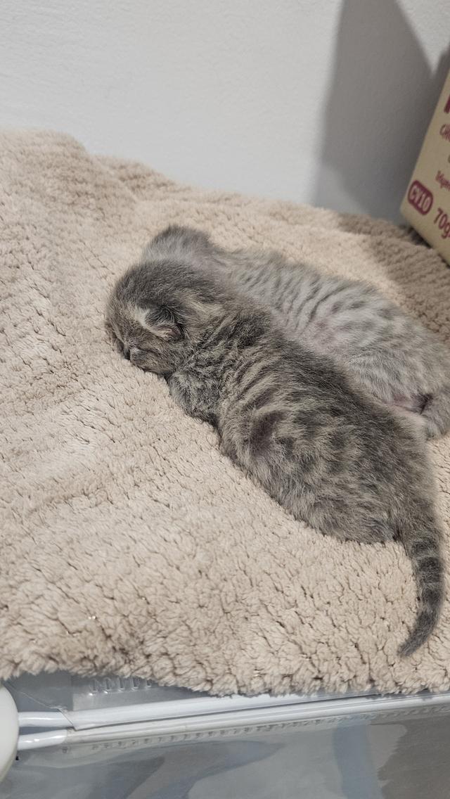 Scottish Fold สก็อตติชโฟลด์ แท้ 16