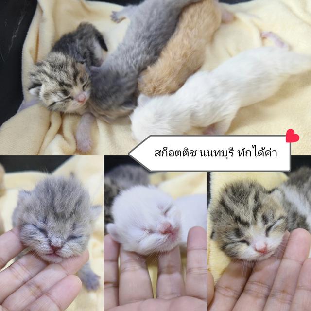 ลูกแมว พันธุ์สก็อตติช