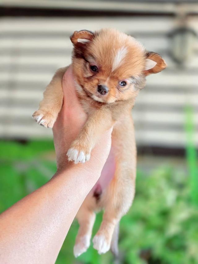 ชิวาวาแท้ เพศเมีย ขนยาว รูปที่ 9