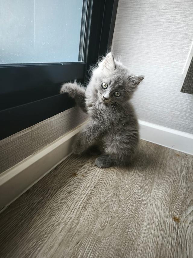 Long hair kitten (ลูกแมวขนยาว)