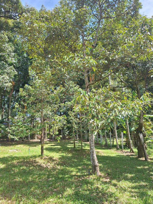 สวนทุเรียนแปลงเล็กระยอง 6