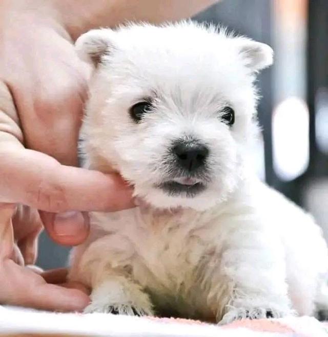 ลูกสุนัข West Highland White Terrier 