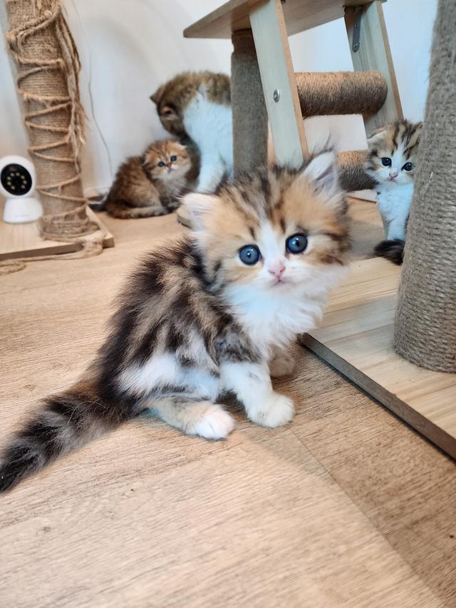 แมว สก็อตติช อายุ 2-3 เดือน ตัวละ 5000 พิกัดไทรม้า 17