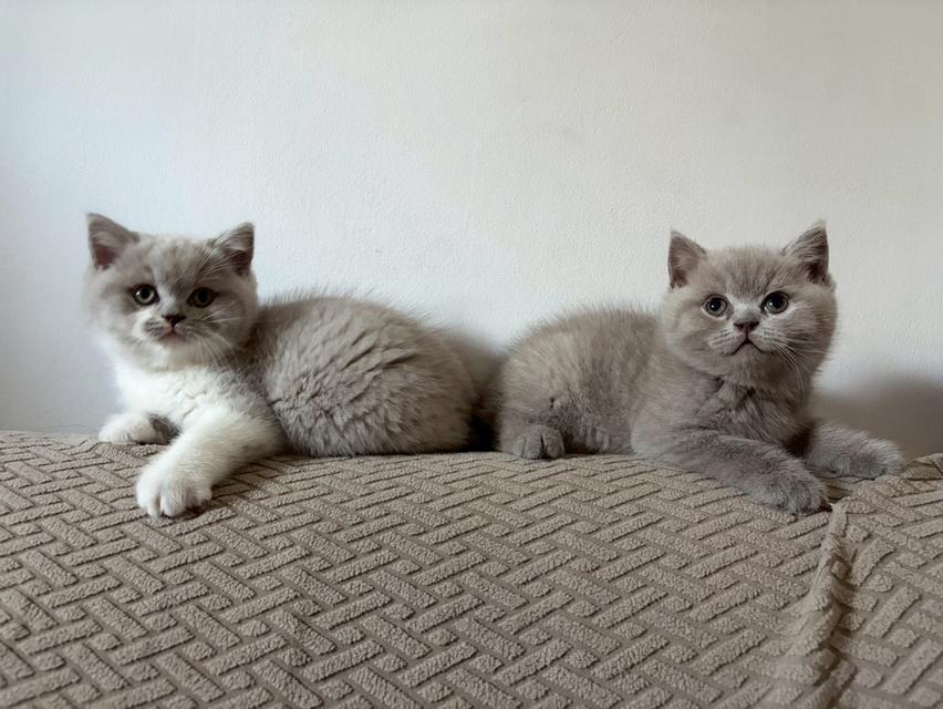 แมวบริติช ช็อตแฮร์ (British Shorthair) รูปที่ 4
