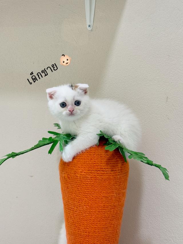 ลูกแมวสก๊อตติชโฟลด์👧🏻👶🏻 รูปที่ 9