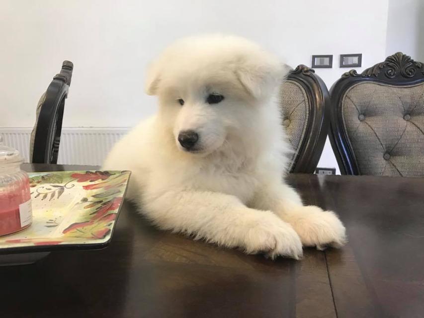 Samoyed puppies  WhatsApp me : +66 63 826 3042 รูปที่ 2