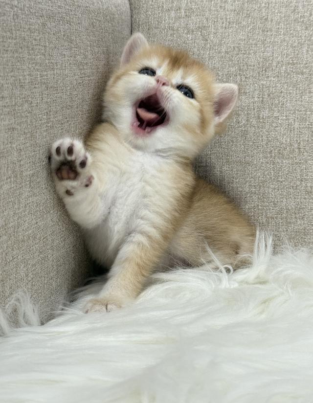 British Shorthair  9