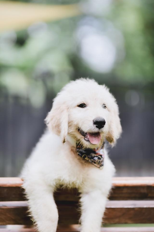 Golden Doodle(Male Dog) 3