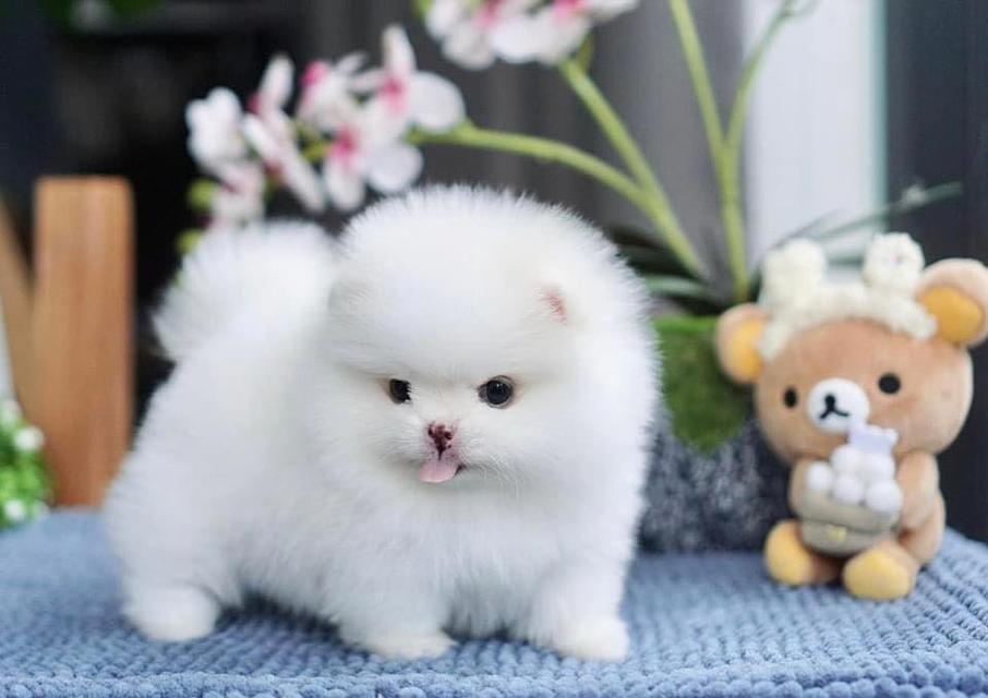 Teacup Pomeranian Puppies  WhatsApp me : ( +63 985 762 7466 ) 3