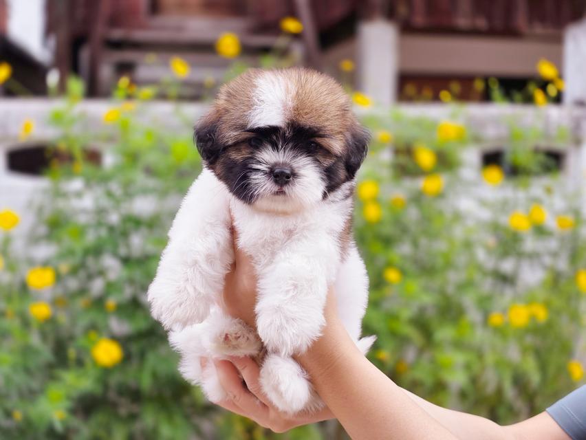 Shihtzu สาวน้อยน้องชีตาร์พันธุ์ชิสุอายุ2เดือน